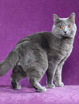 夏特尔队连续不败,球队氛围良好 夏特尔队连续不败,球队氛围良好